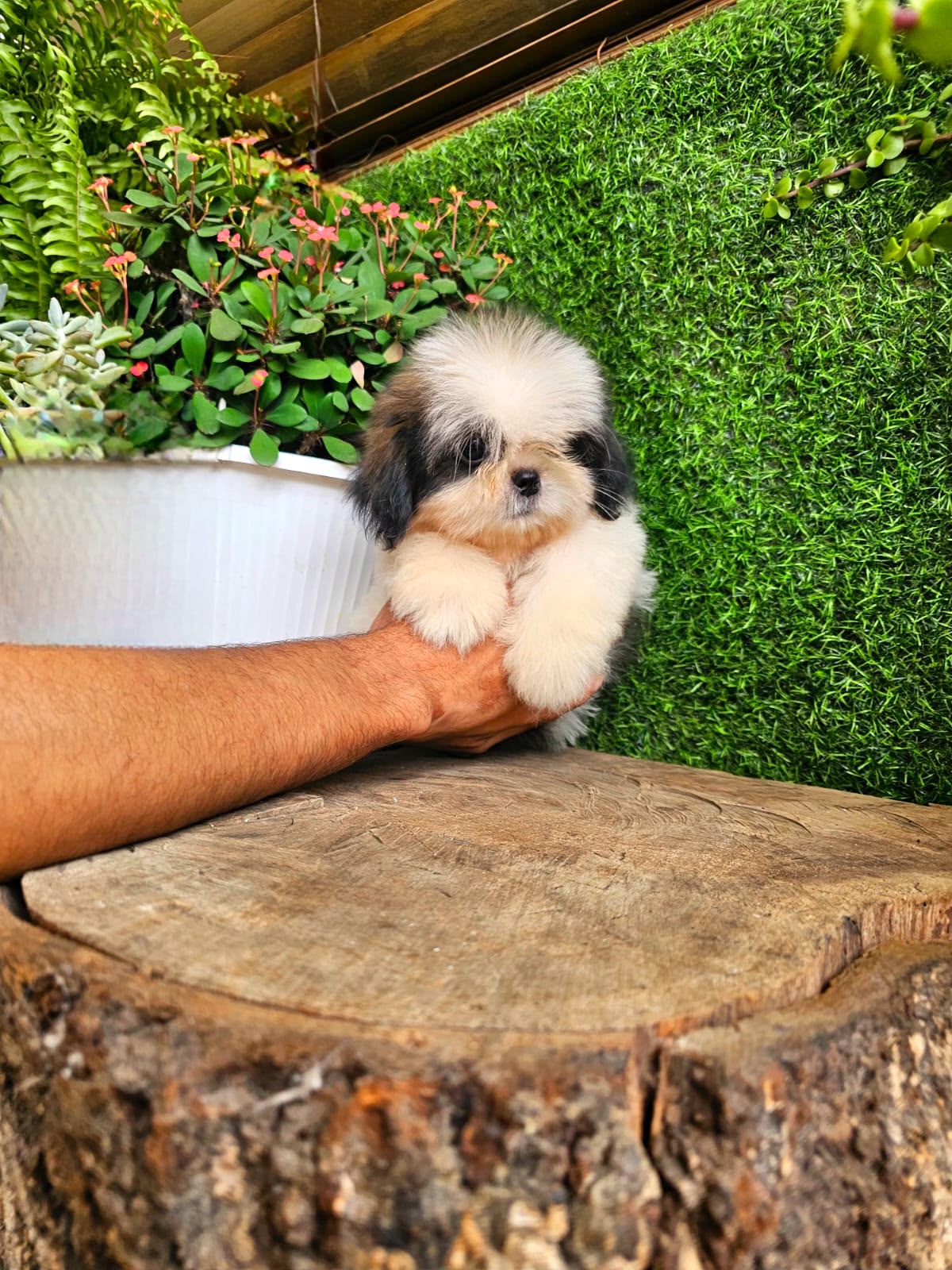 OFERTA CACHORRO SHIPOO MACHO EN SANTO DOMINGO Y VACUNA AL DIA  Foto 7318109-1.jpg