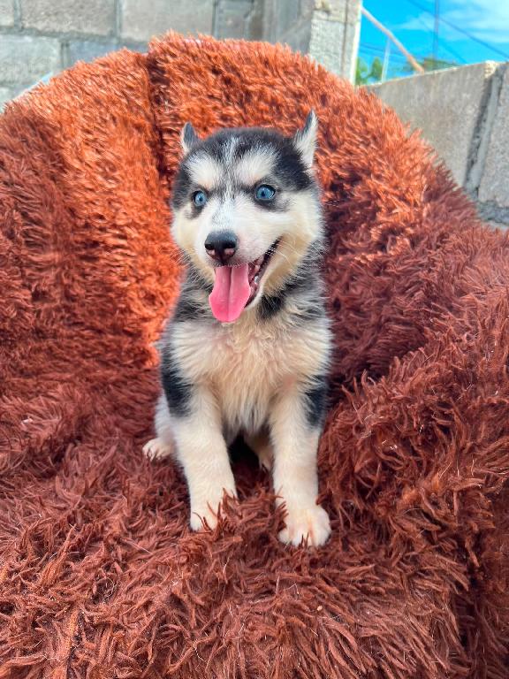 OFERTA CACHORRO HUSKY AMBOS SEXO EN SANTO DOMINGO Y VACUNA AL DIA  Foto 7318113-1.jpg