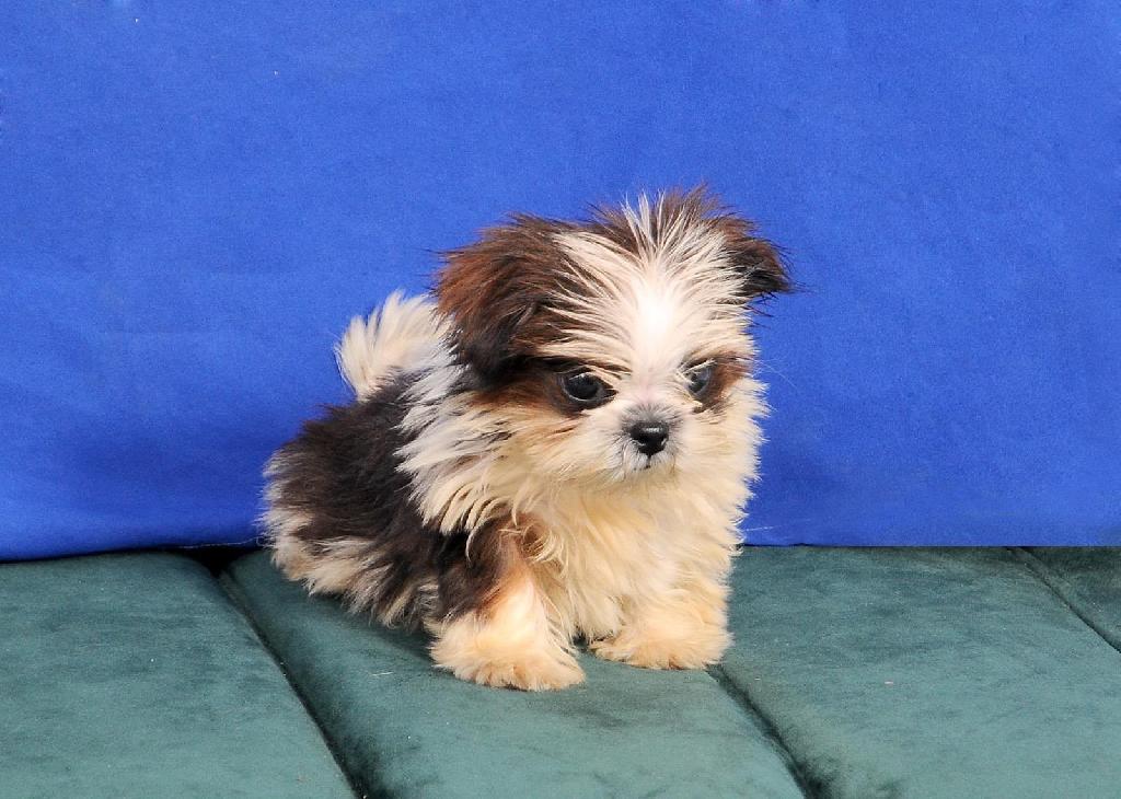 OFERTA CACHORRO SHIH TZU MACHO EN SANTO DOMINGO Y VACUNADOS  Foto 7318120-1.jpg