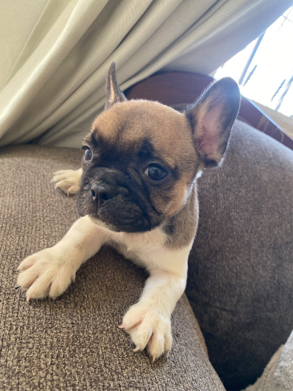 OFERTA CACHORRO BULLDOG FRANCES MACHO CON SU VACUNA AL DIA EN SANTO DO Foto 7318147-3.jpg