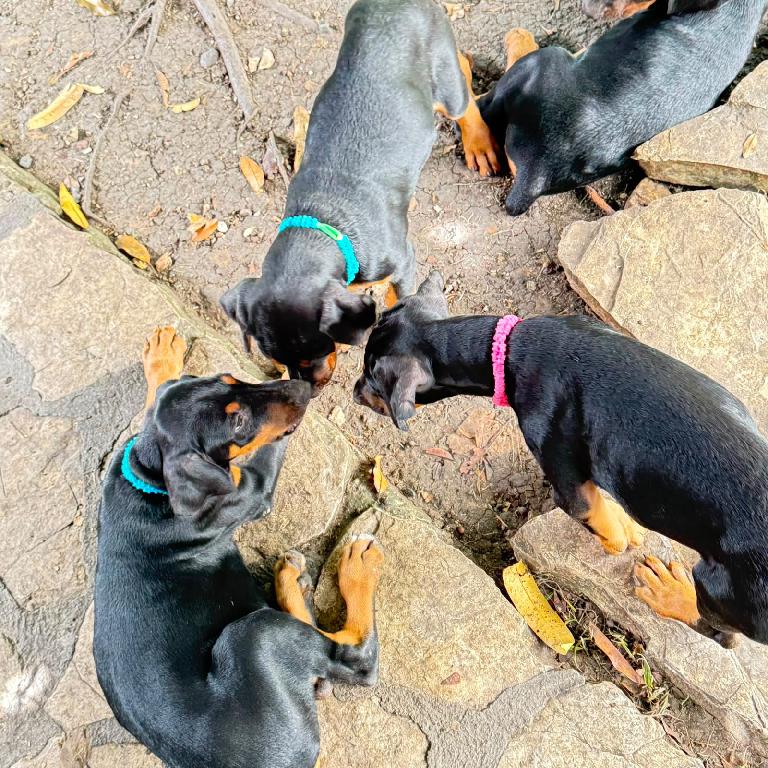 OFERTA CACHORRO DOBERMAN HEMBRA UBICADO EN SAN CRISTOBAL  Y TIENE SU V Foto 7318267-1.jpg