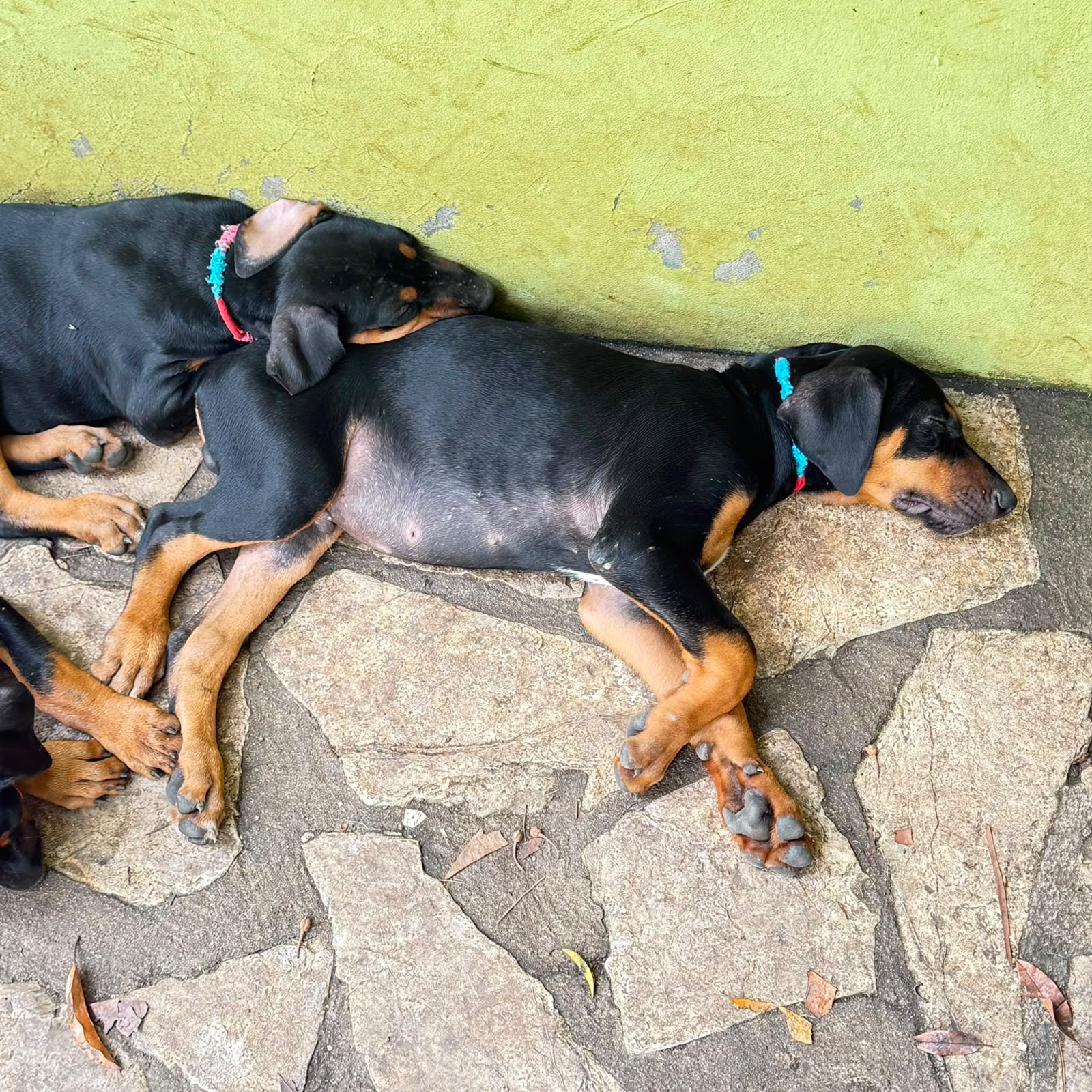 OFERTA CACHORRO DOBERMAN HEMBRA UBICADO EN SAN CRISTOBAL  Y TIENE SU V Foto 7318267-2.jpg