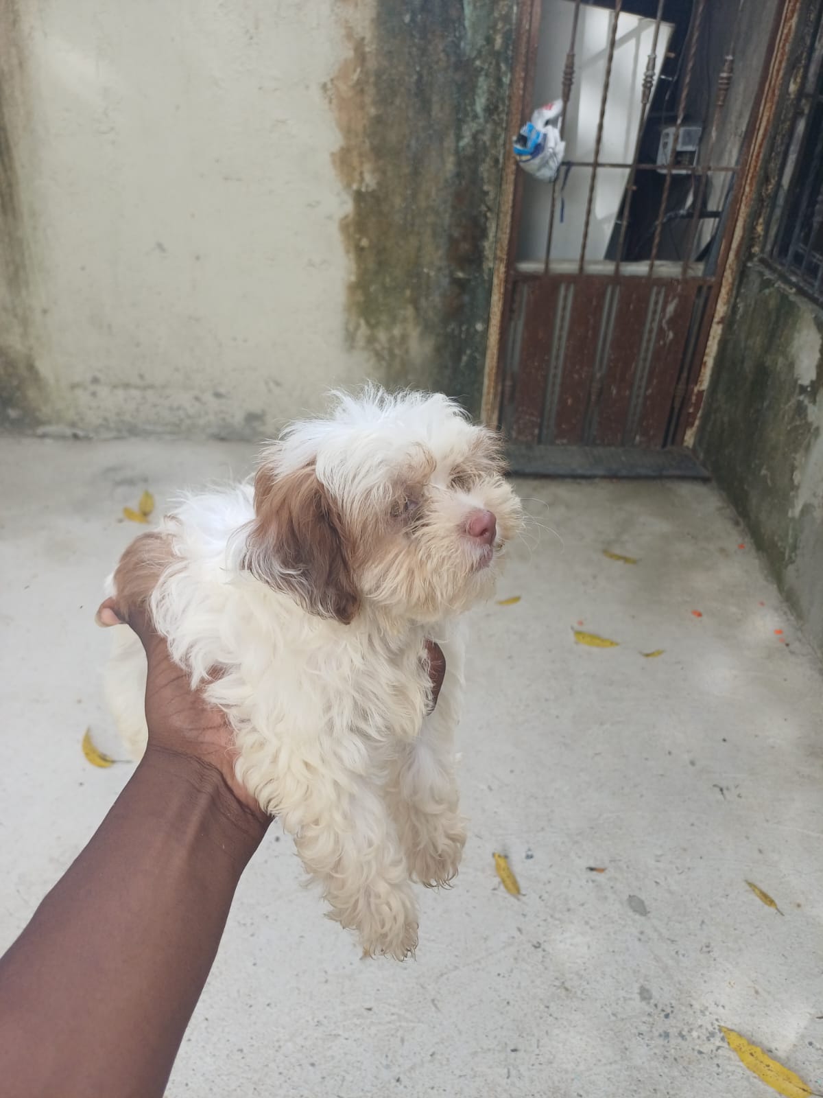 OFERTA CACHORRO SHIPOO HEMBRA EN SANTO DOMINGO Y VACUNA AL DIA  Foto 7318344-1.jpg
