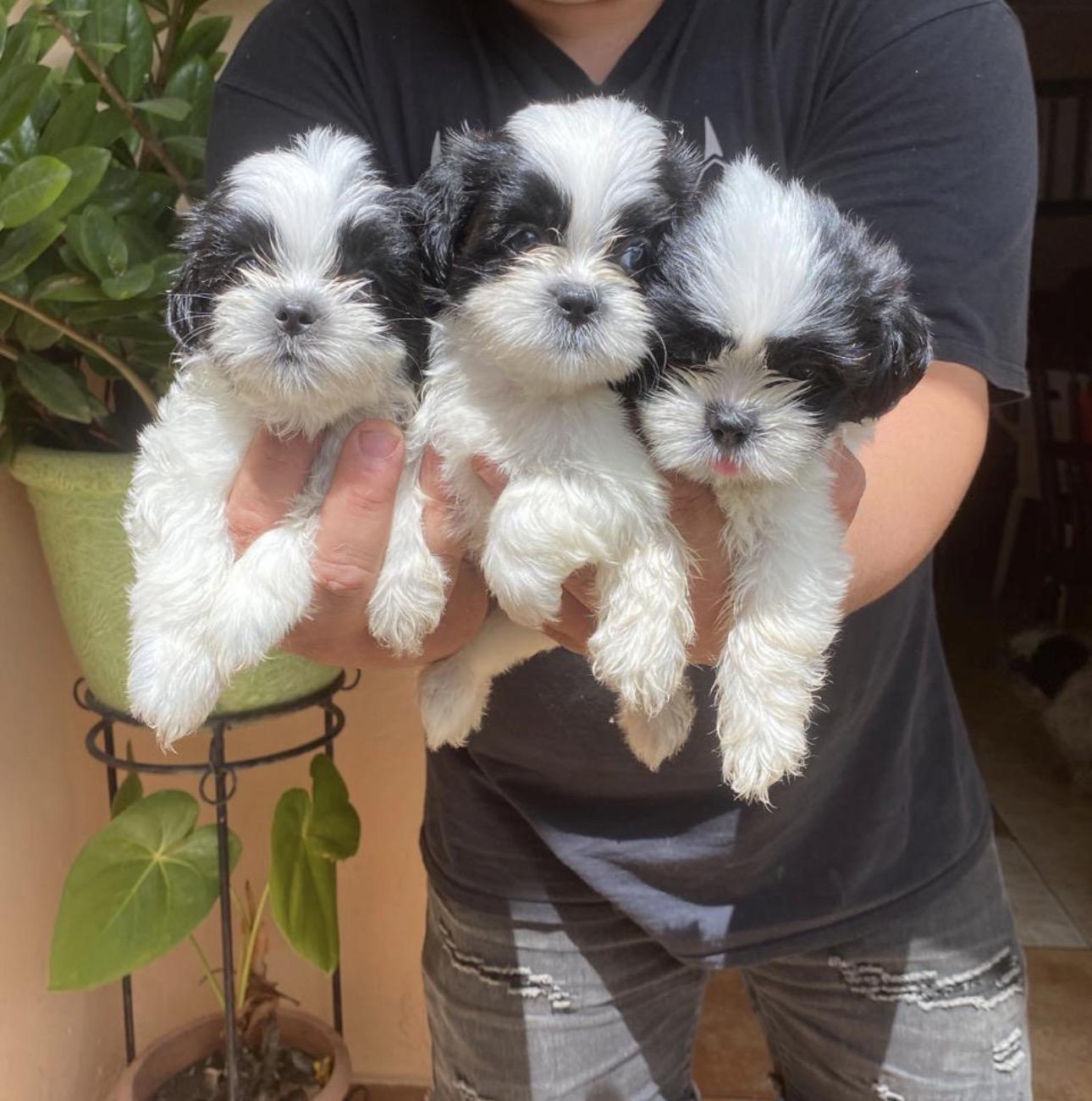 Shipoo Ambos Sexos  Foto 7318671-3.jpg