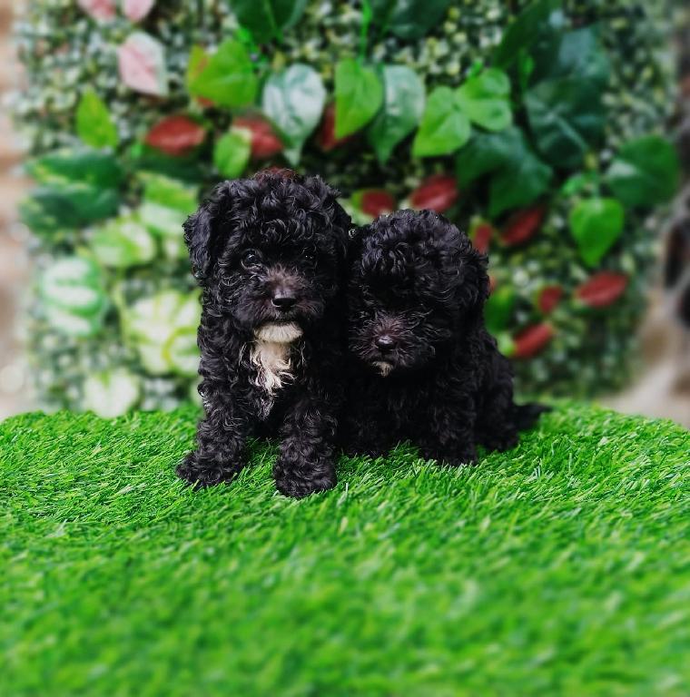 Poodle Toy Ambos Sexos  Foto 7318675-1.jpg