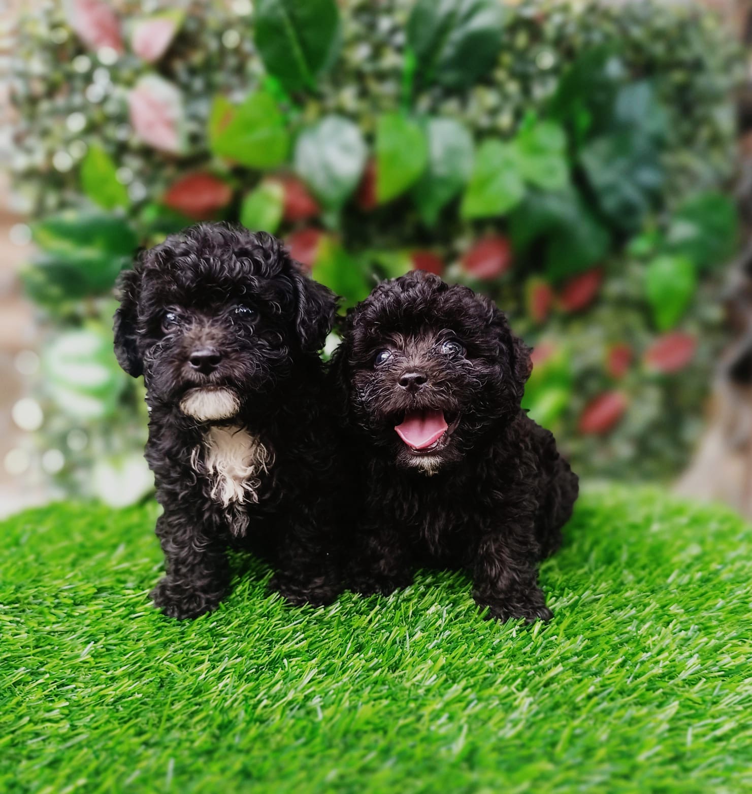 Poodle Toy Ambos Sexos  Foto 7318675-2.jpg