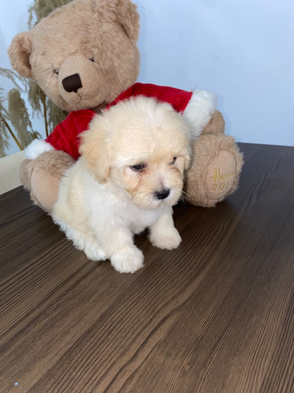 OFERTA CACHORRO MALTIPOO AMBOS SEXO EN SANTO DOMINGO Y VACUNA AL DIA  Foto 7318762-1.jpg
