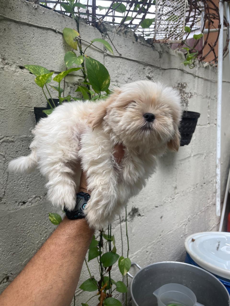 OFERTA CACHORRO SHIH TZU MACHO EN SANTO DOMINGO Y VACUNADOS  Foto 7318763-1.jpg