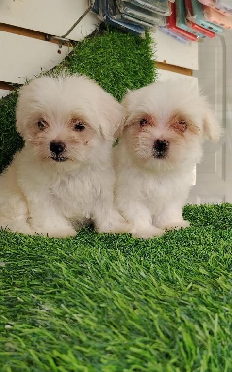 OFERTA CACHORRO MALTES AMBOS SEXO MINGO Y VACUNADOS  Foto 7318772-1.jpg