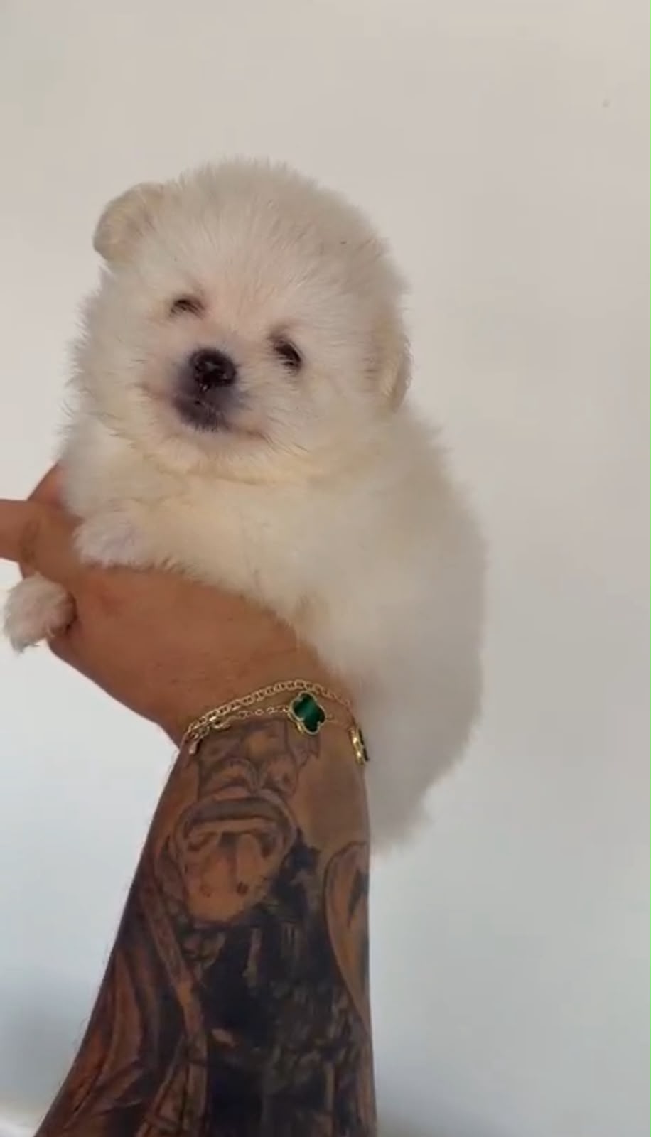 OFERTA CACHORRO POMERANIA MACHO EN SANTO DOMINGO Y VACUNADA Foto 7318778-3.jpg