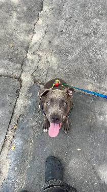 OFERTA CACHORRO PITBULL MACHO EN SANTO DOMINGO Y VACUNA AL DIA  Foto 7318786-1.jpg