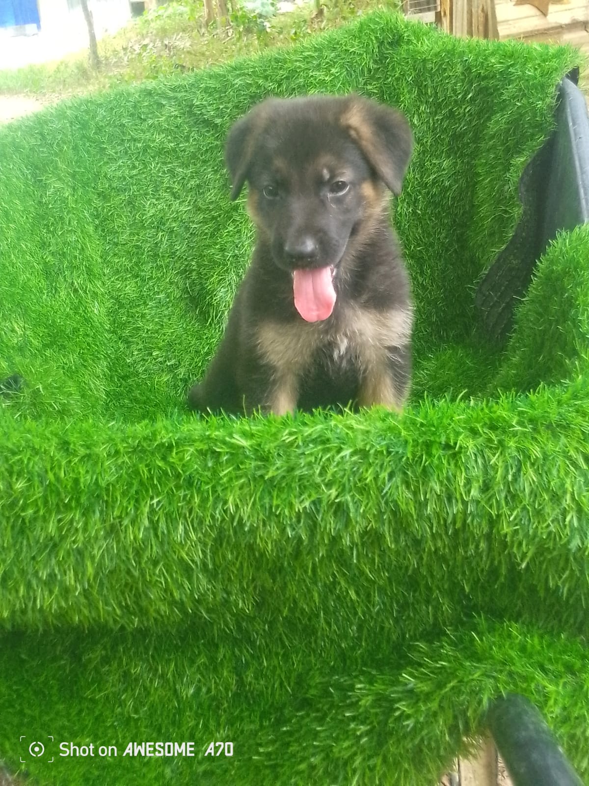OFERTA CACHORRO PASTOR ALEMAN AMBOS SEXO EN SANTO DOMINGO Y VACUNA AL  Foto 7318808-2.jpg