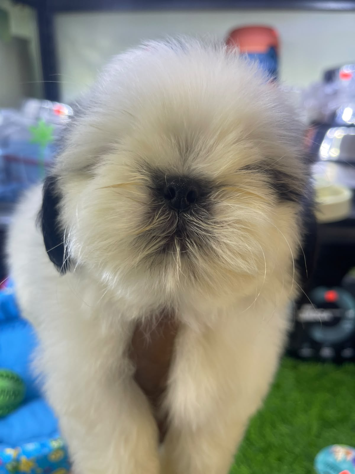 OFERTA CACHORRO SHIH TZU MACHO EN SANTO DOMINGO Y VACUNADOS  Foto 7318809-2.jpg