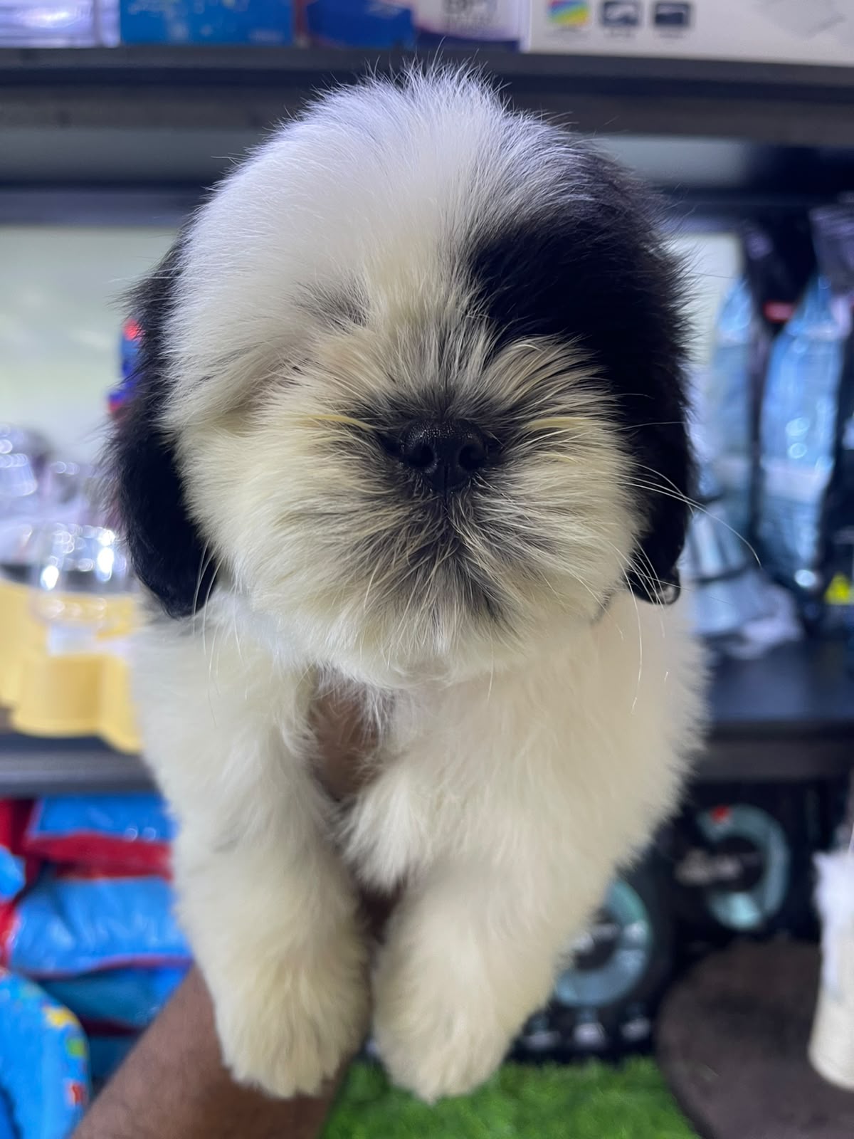 OFERTA CACHORRO SHIH TZU MACHO EN SANTO DOMINGO Y VACUNADOS  Foto 7318809-3.jpg