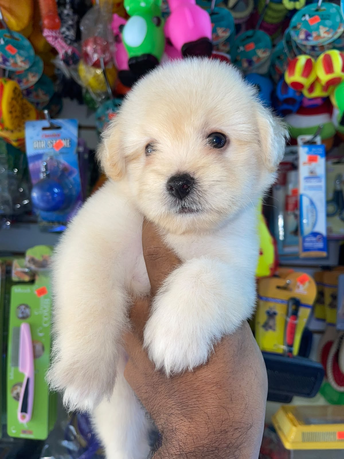 OFERTA CACHORRO MALTIPOO MACHO  EN SANTO DOMINGO Y VACUNA AL DIA  Foto 7318811-2.jpg