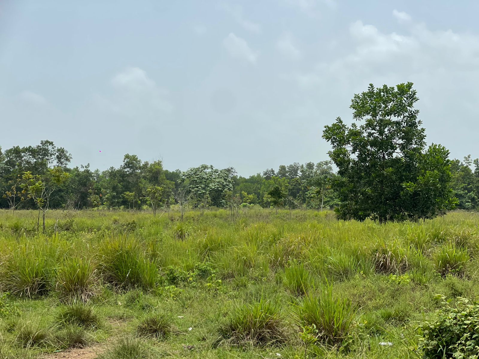 Vendo Finca de 1595 tareas CERCA DE LA CIUDAD Santo Domingo Norte a la Foto 7318881-8.jpg