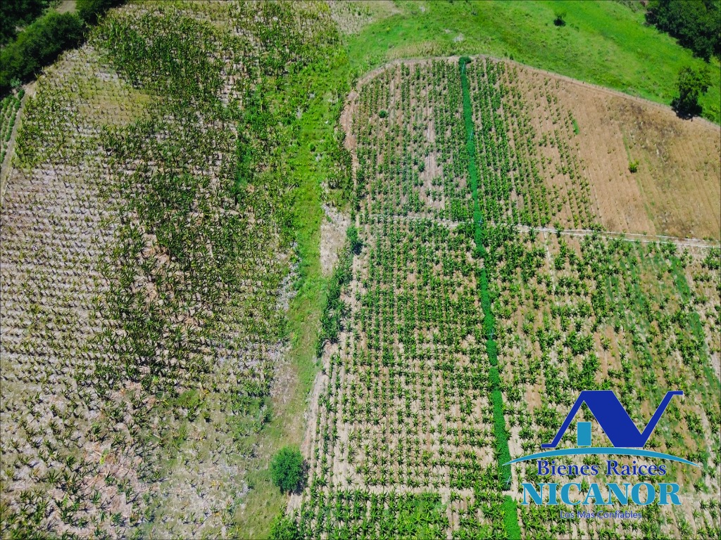 Finca sembrada de platanos en ventas Foto 7318895-10.jpg