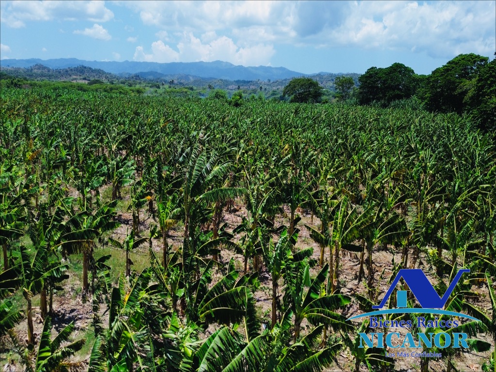 Finca sembrada de platanos en ventas Foto 7318895-13.jpg
