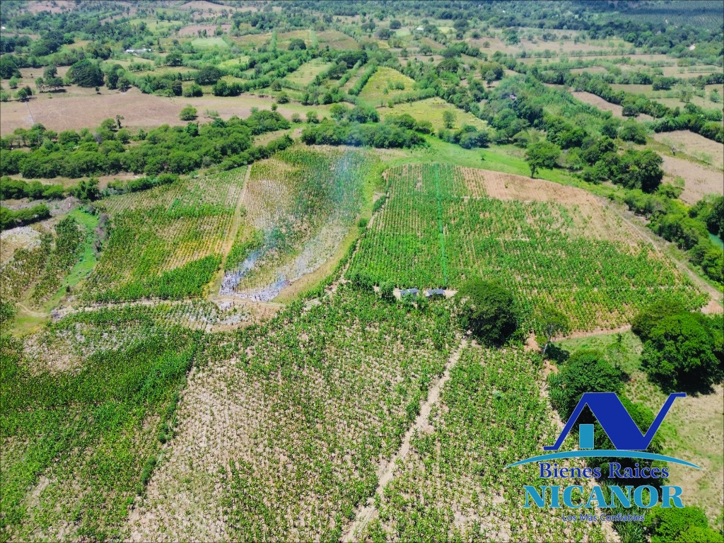 Finca sembrada de platanos en ventas Foto 7318895-15.jpg