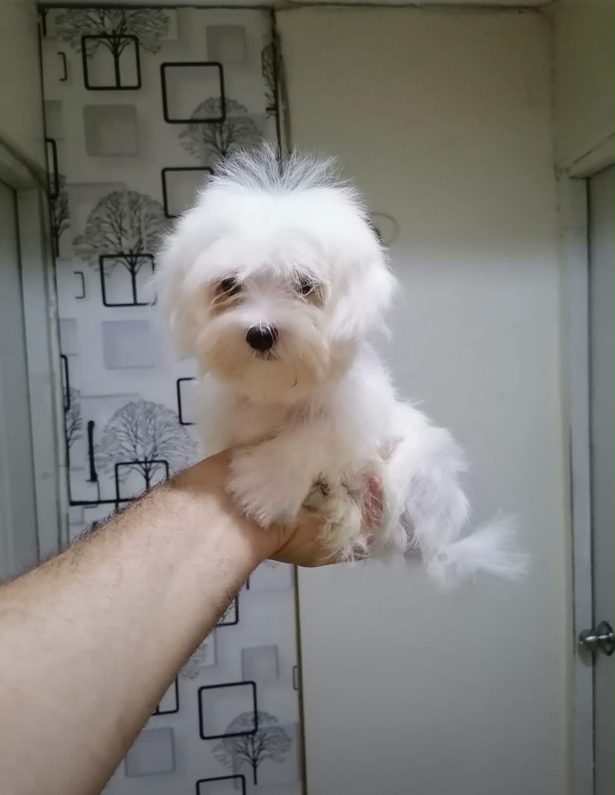 OFERTA CACHORRO MALTES MACHO PEQUEÑO  EN UBICADO EN SANTO DOMINGO Y TI Foto 7319028-1.jpg