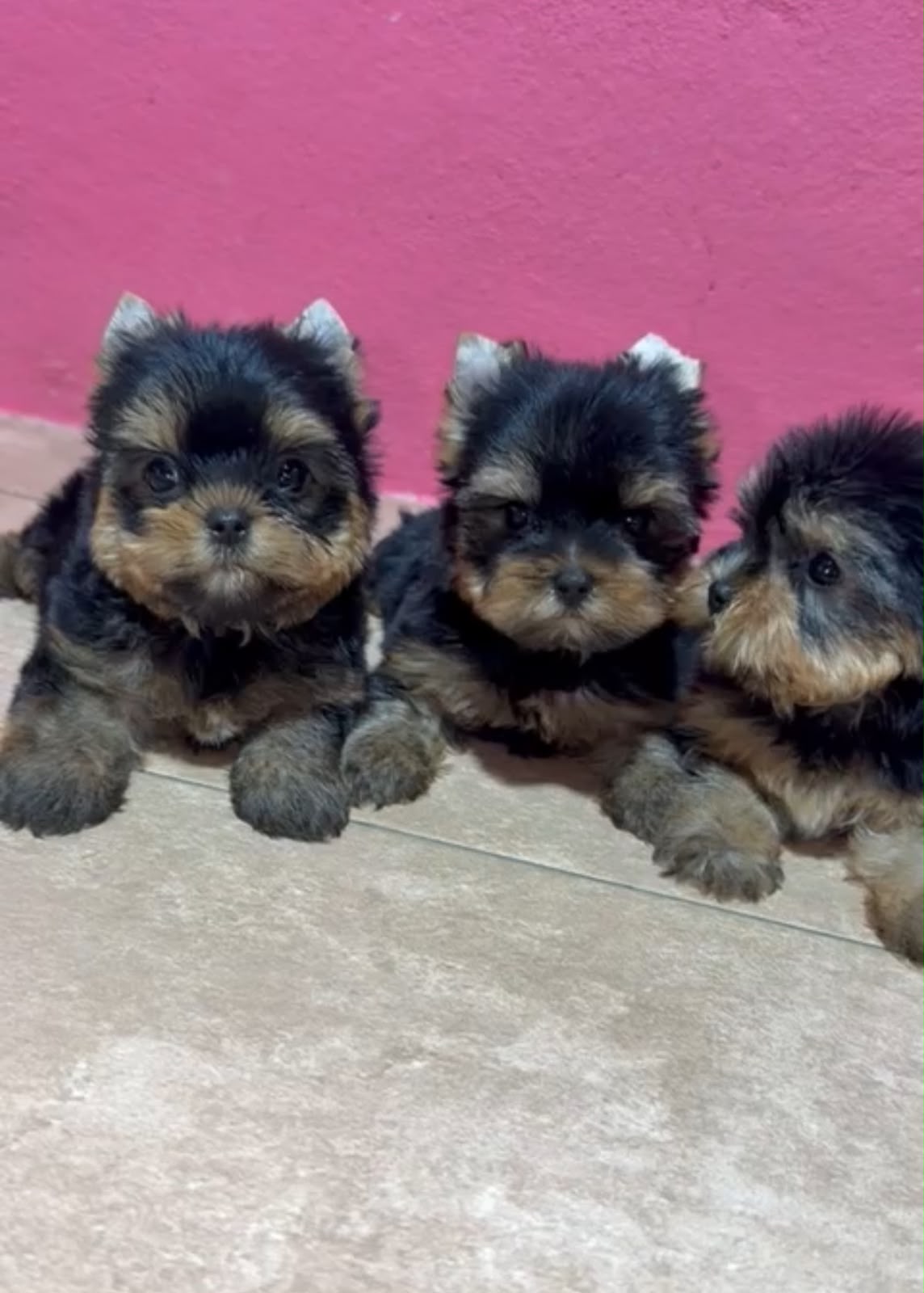 OFERTA CACHORRO YORKIE HEMBRA EN SANTO DOMINGO Y VACUNA AL DIA  Foto 7319029-1.jpg