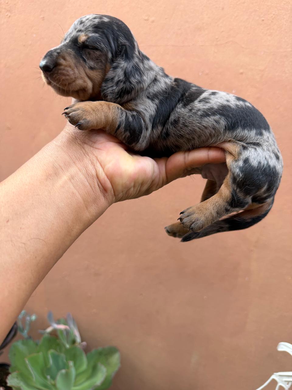 OFERTA CACHORRO SALCHICHA BLUE Y MERLE MACHO EN UBICADO EN SANTO DOMIN Foto 7319433-1.jpg
