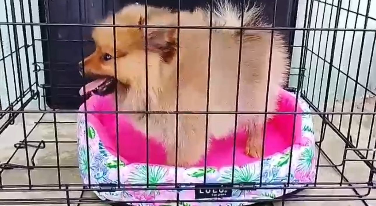 OFERTA CACHORRO POMERANIA HEMBRA EN SANTO DOMINGO Y VACUNADA Foto 7319573-2.jpg