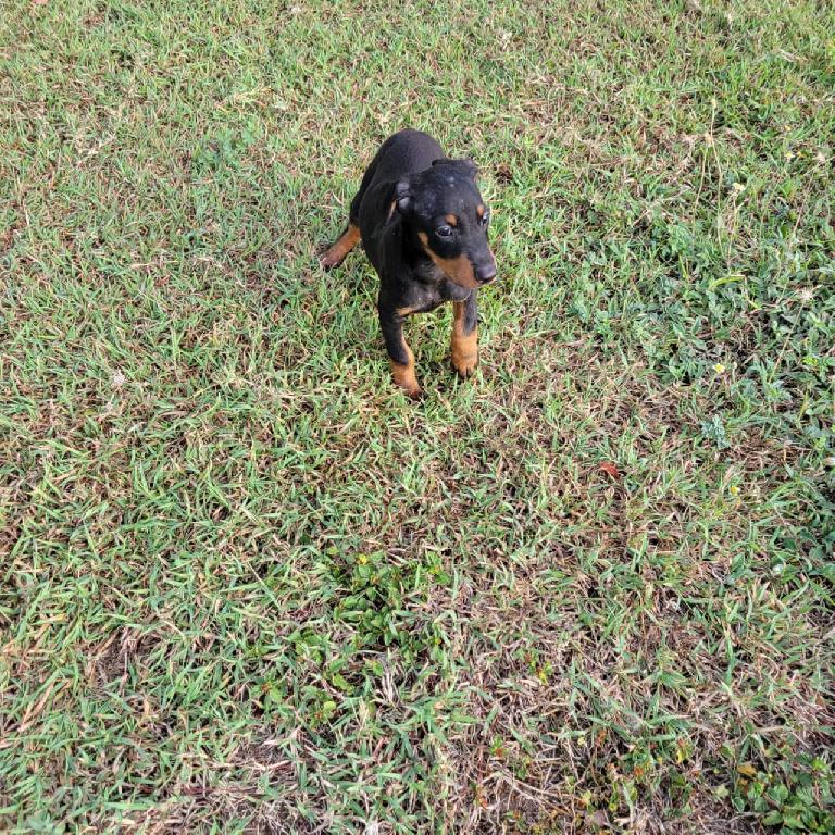 OFERTA CACHORRO DOBERMAN AMBOS SEXO EN SANTIAGO Y VACUNA AL DIA  Foto 7319575-1.jpg