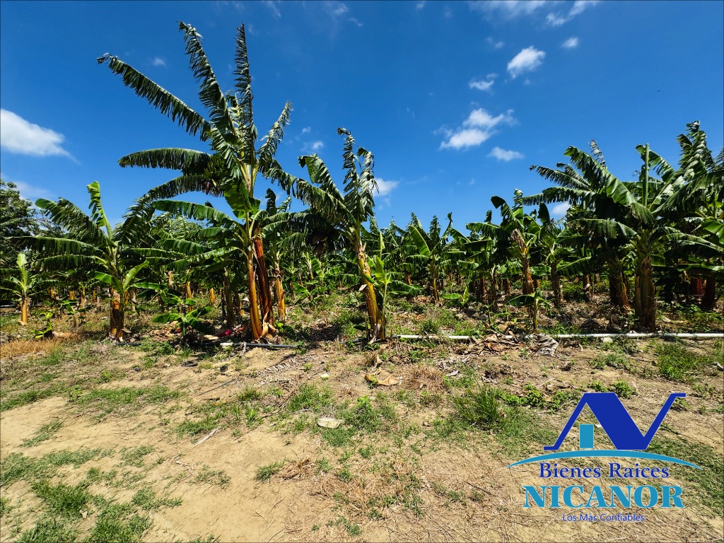 Finca Sembrada de platano en venta Foto 7319618-2.jpg