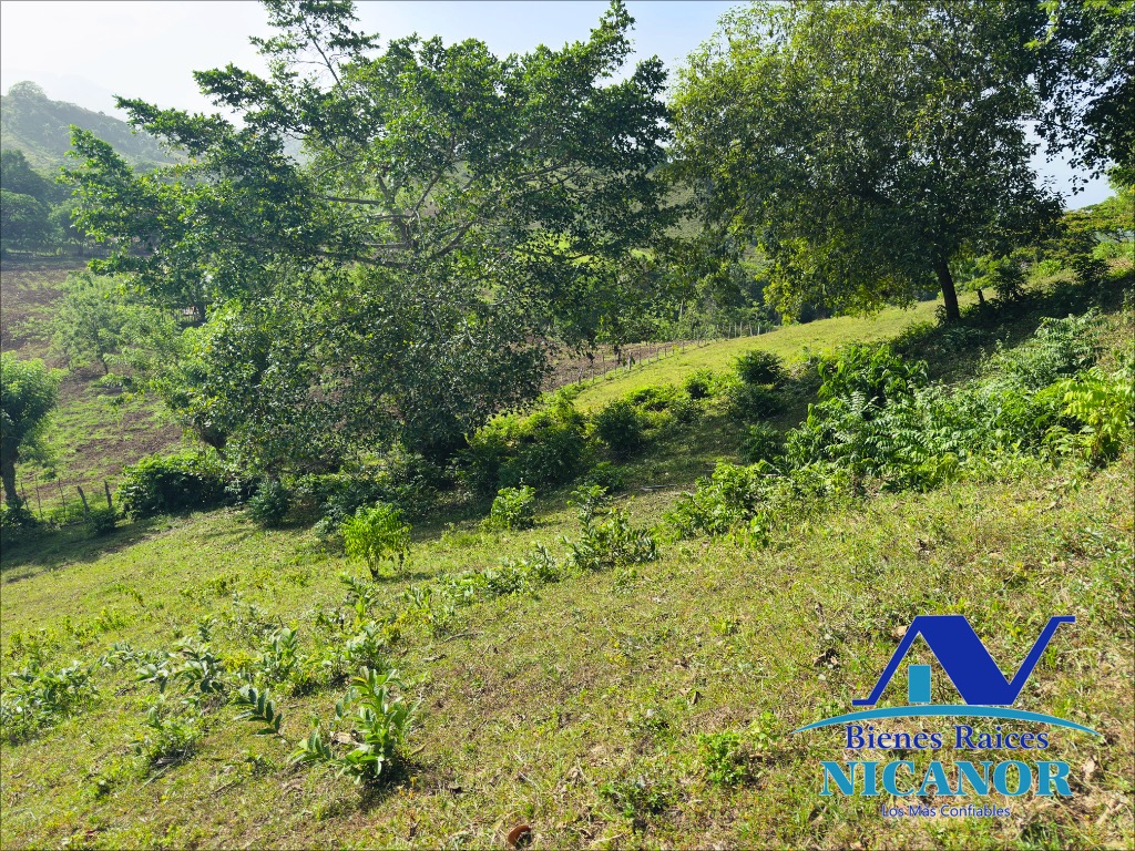 Finca de 278 tareas en venta en puerto plata Foto 7319628-5.jpg