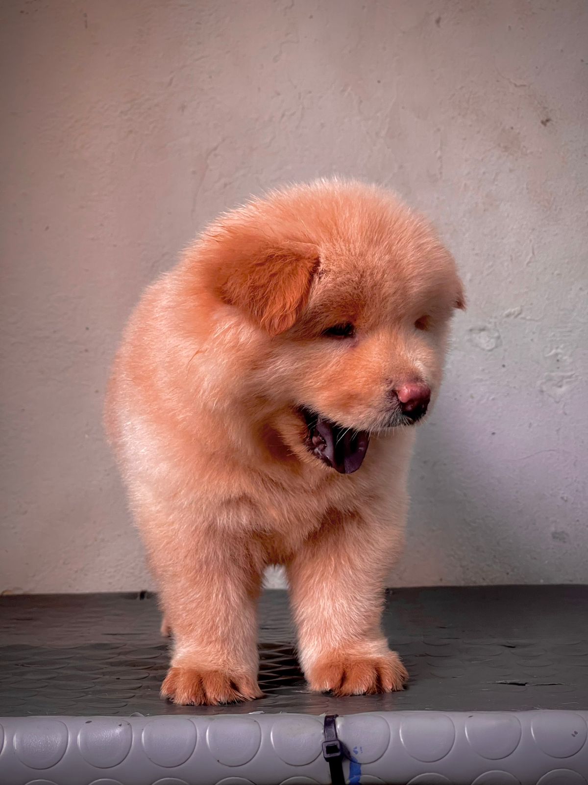 OFERTA CACHORRO CHOW CHOW AMBOS SEXO EN BONAO Y VACUNA AL DIA  Foto 7320792-2.jpg
