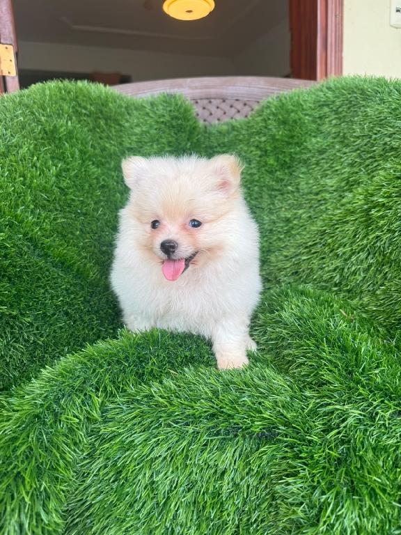 OFERTA CACHORRO POMERANIA HEMBRA EN SANTIAGO  Y VACUNADA Foto 7320794-1.jpg