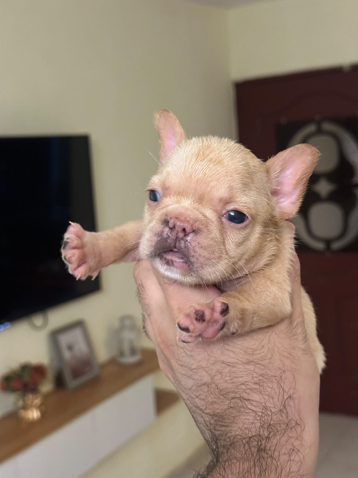 OFERTA CACHORRO BULLDOG FRANCES AMBOS SEXO  EN SANTO DOMINGO Y VACUNA  Foto 7320796-3.jpg