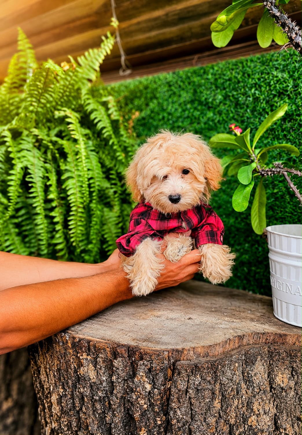 OFERTA CACHORRO GOLDENDOODLE MACHO EN SANTO DOMINGO Y VACUNA AL DIA  Foto 7320798-2.jpg
