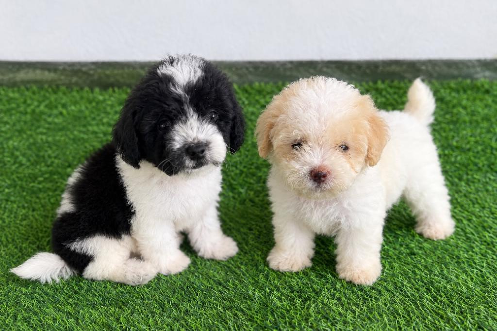 OFERTA CACHORRO MALTIPOO HEMBRA  EN SANTO DOMINGO Y VACUNA AL DIA  Foto 7320799-1.jpg