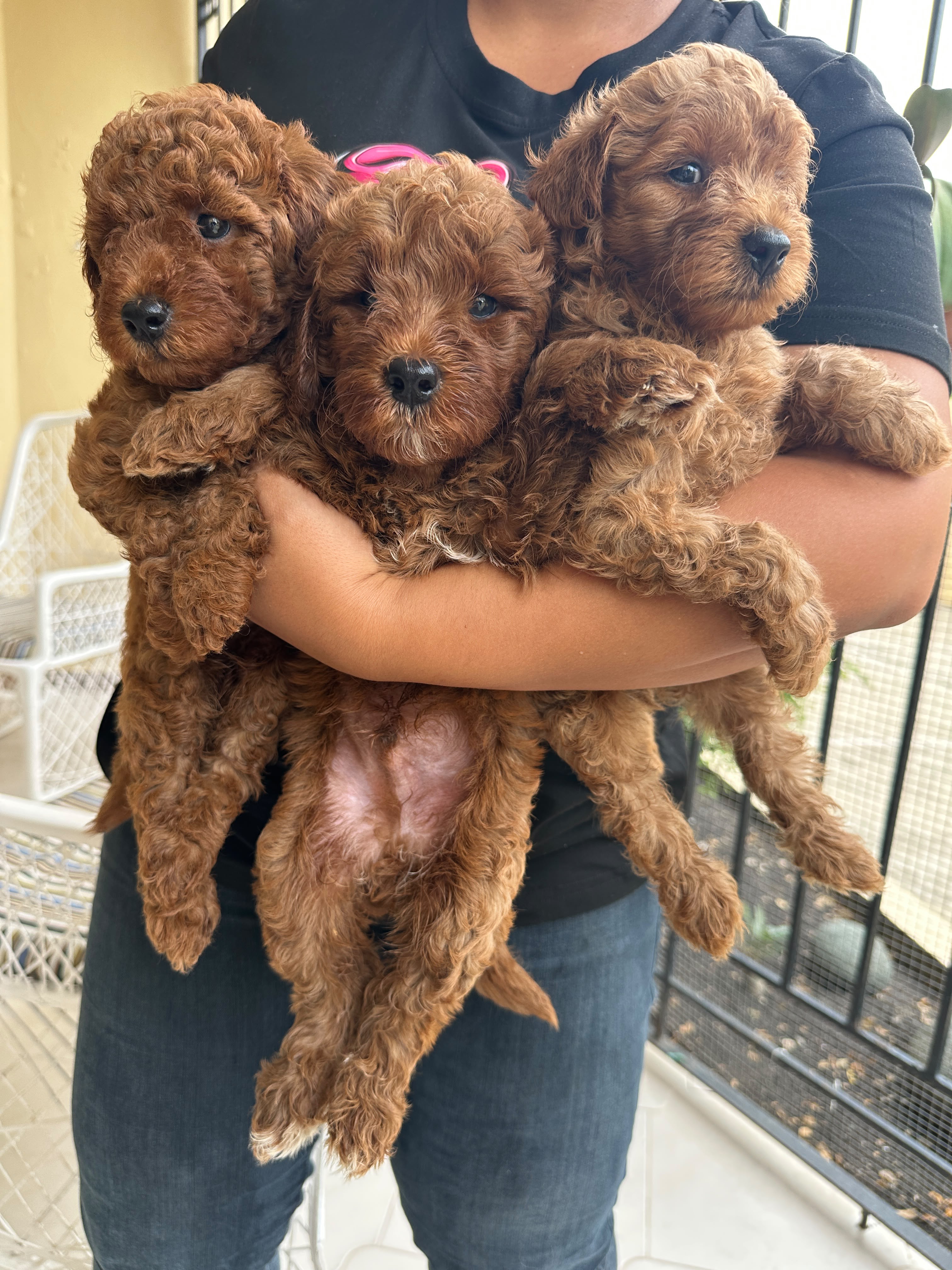 FERTA CACHORRO MINI GOLDENDOODLE  MACHO EN UBICADO EN SANTO DOMINGO Y  Foto 7320801-2.jpg