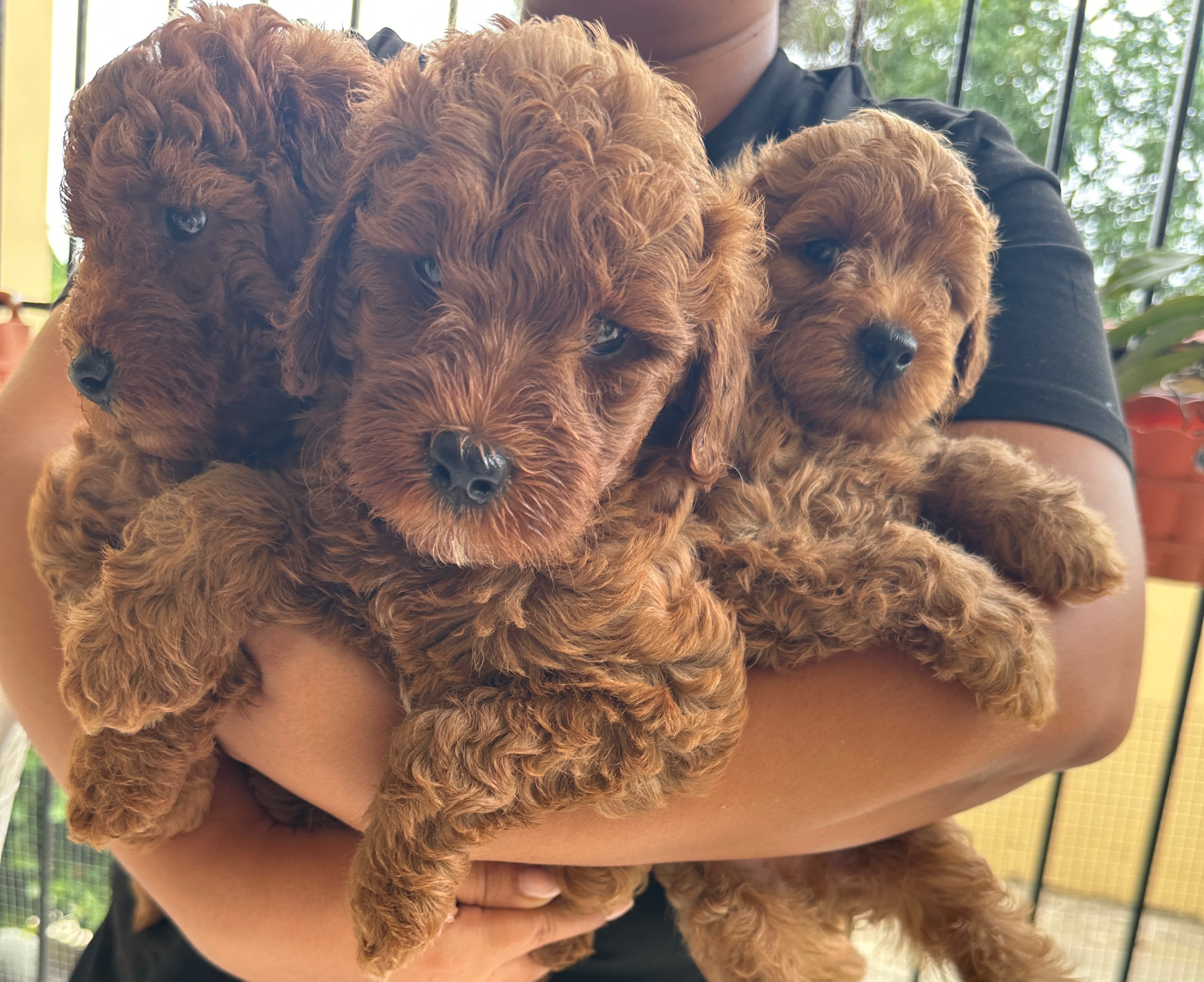 FERTA CACHORRO MINI GOLDENDOODLE  MACHO EN UBICADO EN SANTO DOMINGO Y  Foto 7320801-4.jpg