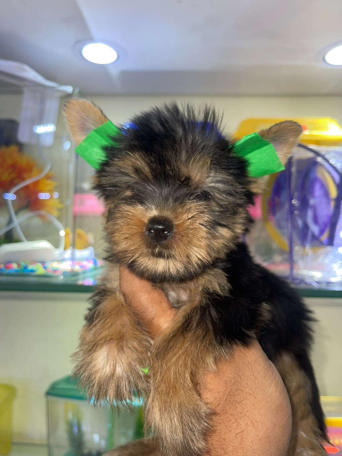 OFERTA CACHORRO YORKIE AMBOS SEXO UBICADO EN SANTO DOMINGO Y TIENE SU  Foto 7321048-1.jpg