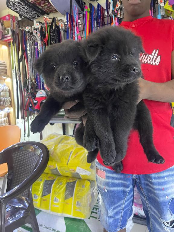 OFERTA CACHORRO CHOW CHOW AMBOS SEXO UBICADO EN SANTO DOMINGO Y TIENE  Foto 7321049-1.jpg
