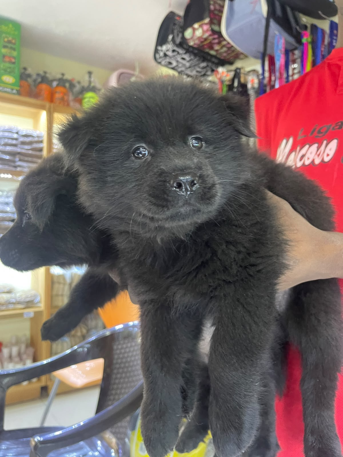 OFERTA CACHORRO CHOW CHOW AMBOS SEXO UBICADO EN SANTO DOMINGO Y TIENE  Foto 7321049-2.jpg