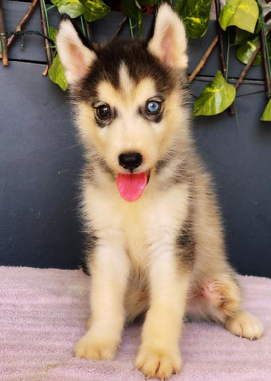 OFERTA CACHORRO HUSKY MACHO EN SANTO DOMINGO Y VACUNA AL DIA  Foto 7321225-1.jpg