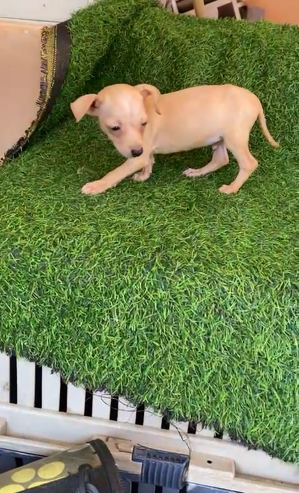OFERTA CACHORRO CHIHUAHUA  AMBOS SEXO EN SANTO DOMINGO Y VACUNA AL DIA Foto 7321227-2.jpg