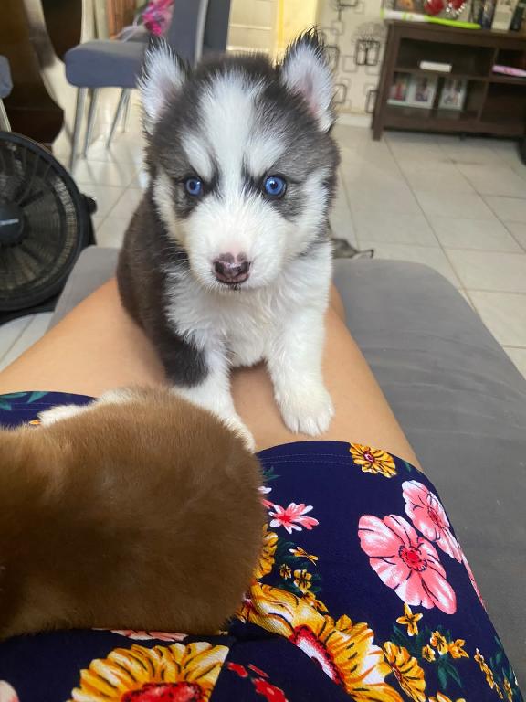 OFERTA CACHORRO HUSKY HEMBRA EN SANTO DOMINGO Y VACUNA AL DIA  Foto 7321500-1.jpg