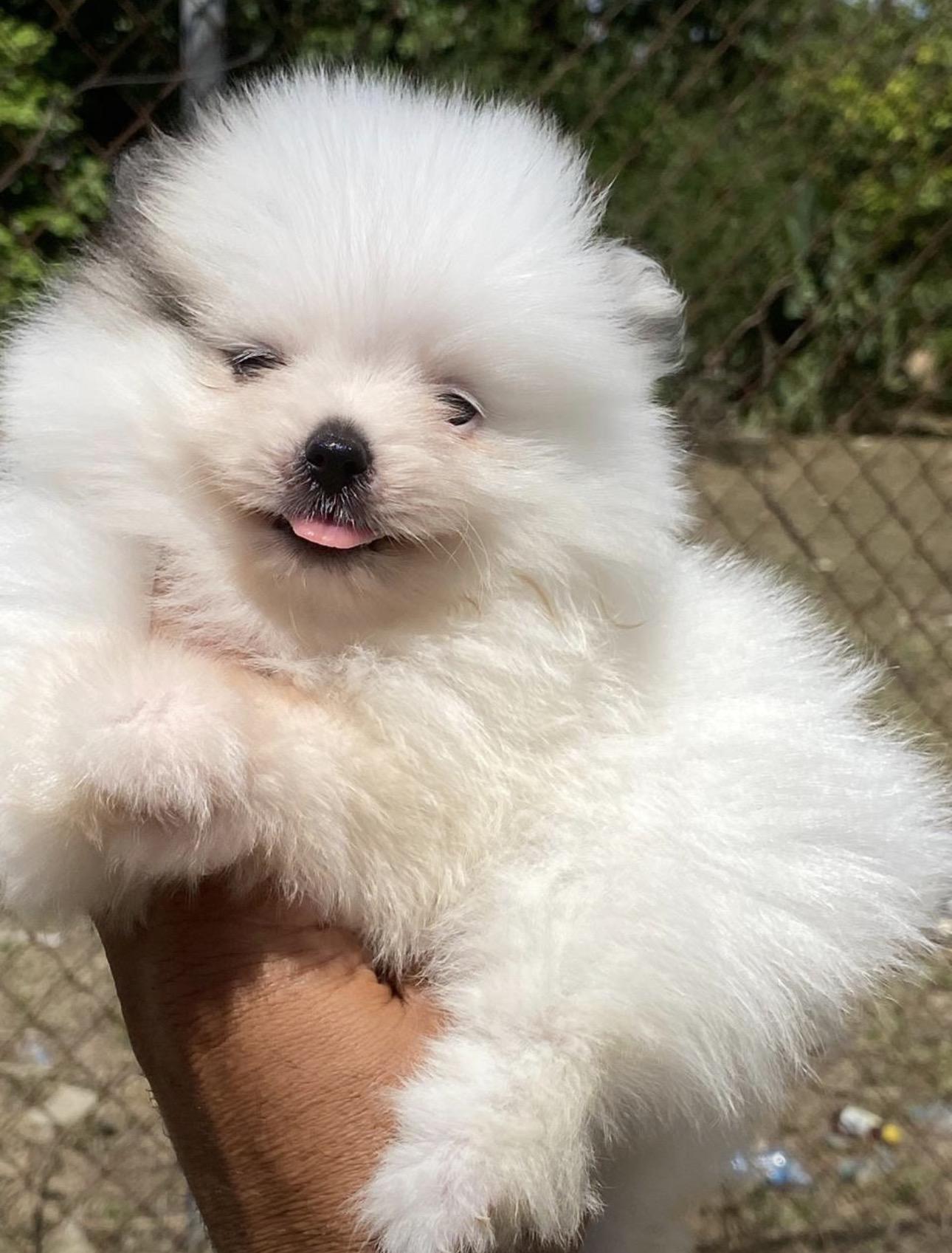 Pomerania Ambos Sexos  Foto 7321593-2.jpg