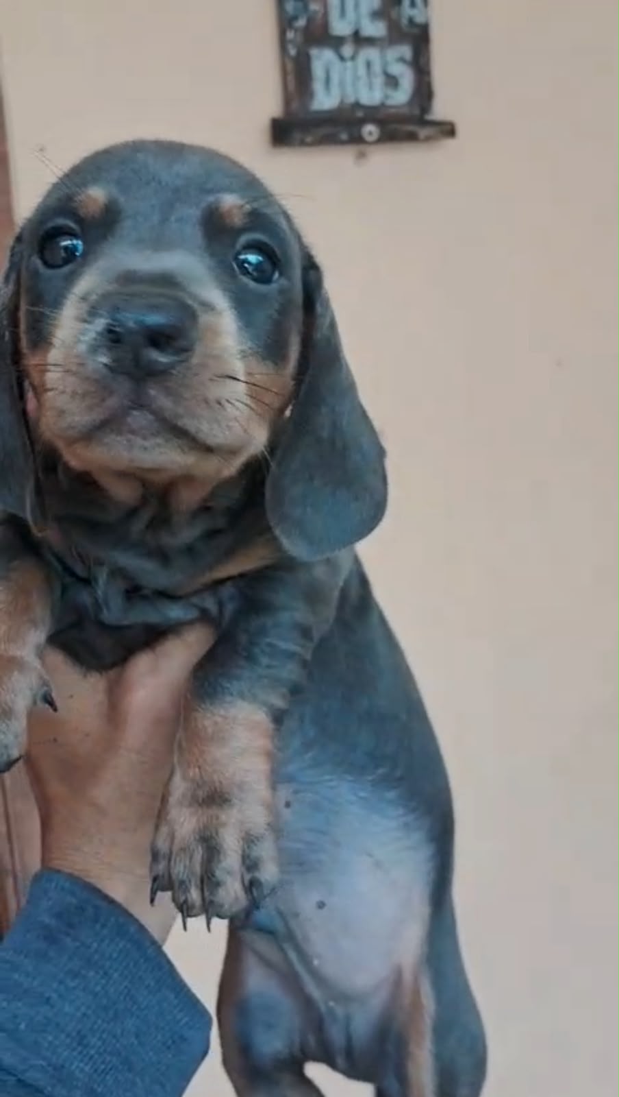 OFERTA CACHORRO SALCHICHA MACHO BLUE UBICADO EN SANTO DOMINGO Y TIENE  Foto 7321594-1.jpg
