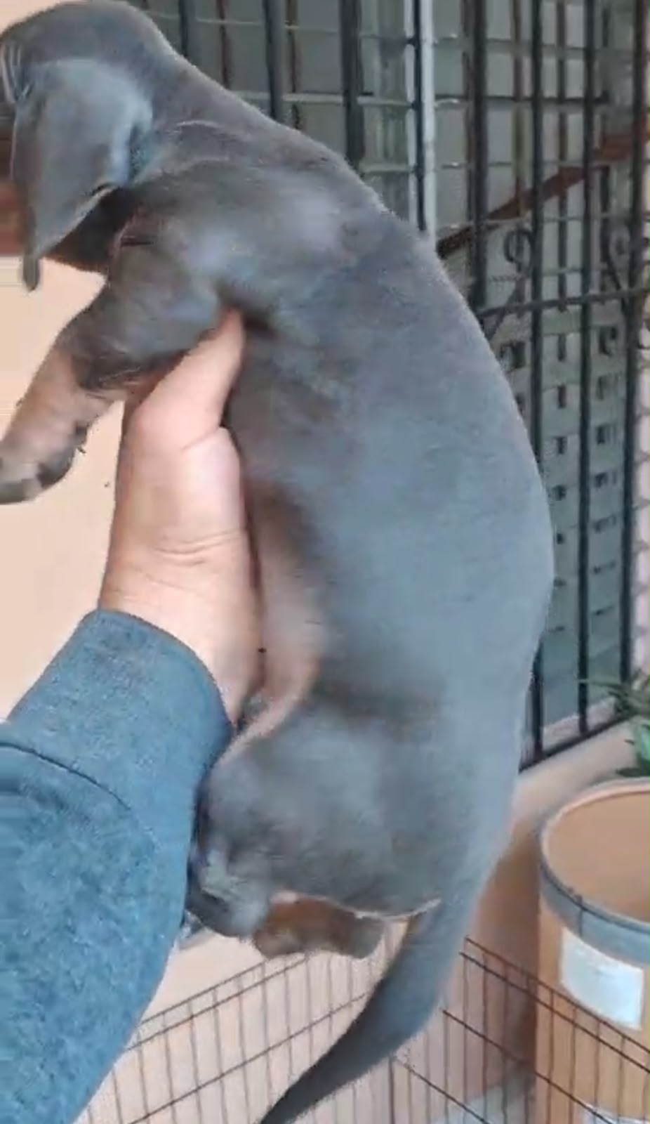 OFERTA CACHORRO SALCHICHA MACHO BLUE UBICADO EN SANTO DOMINGO Y TIENE  Foto 7321594-2.jpg