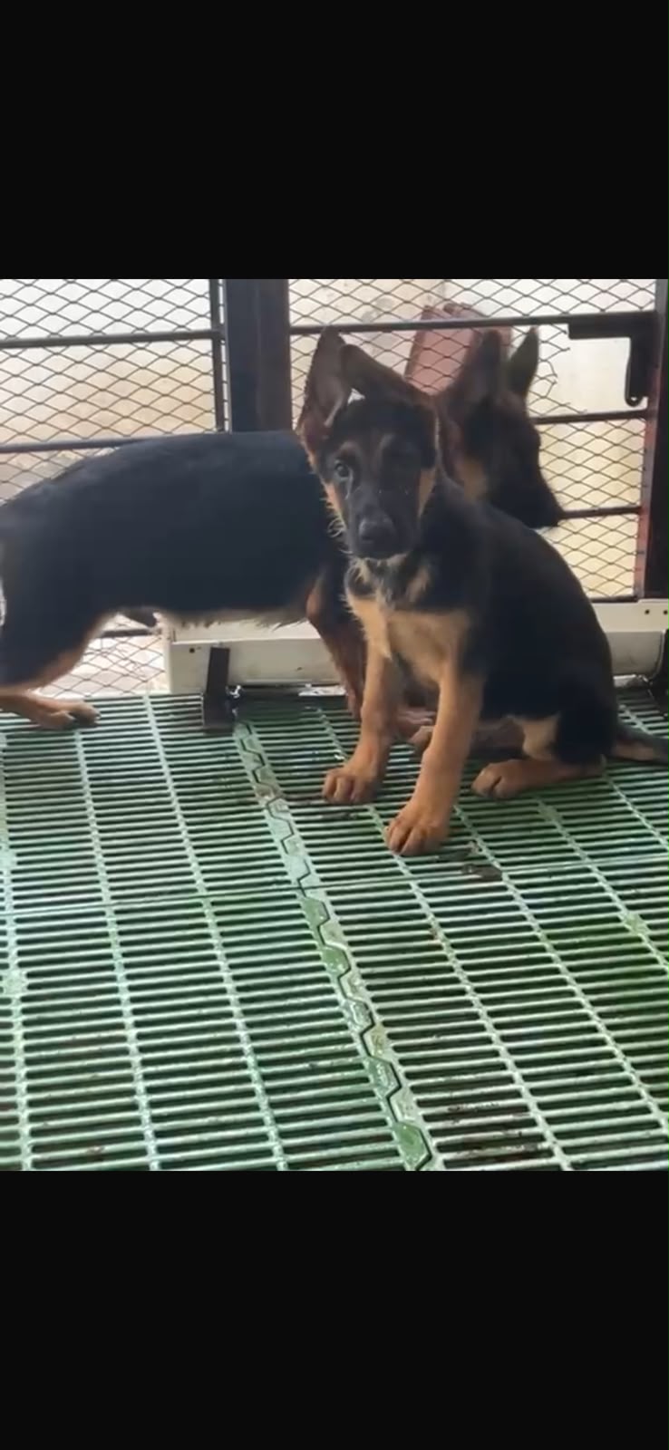 OFERTA CACHORRO PASTOR ALEMÁN CON PEDIGRI UBICADO EN SANTO DOMINGO Y T Foto 7321596-1.jpg