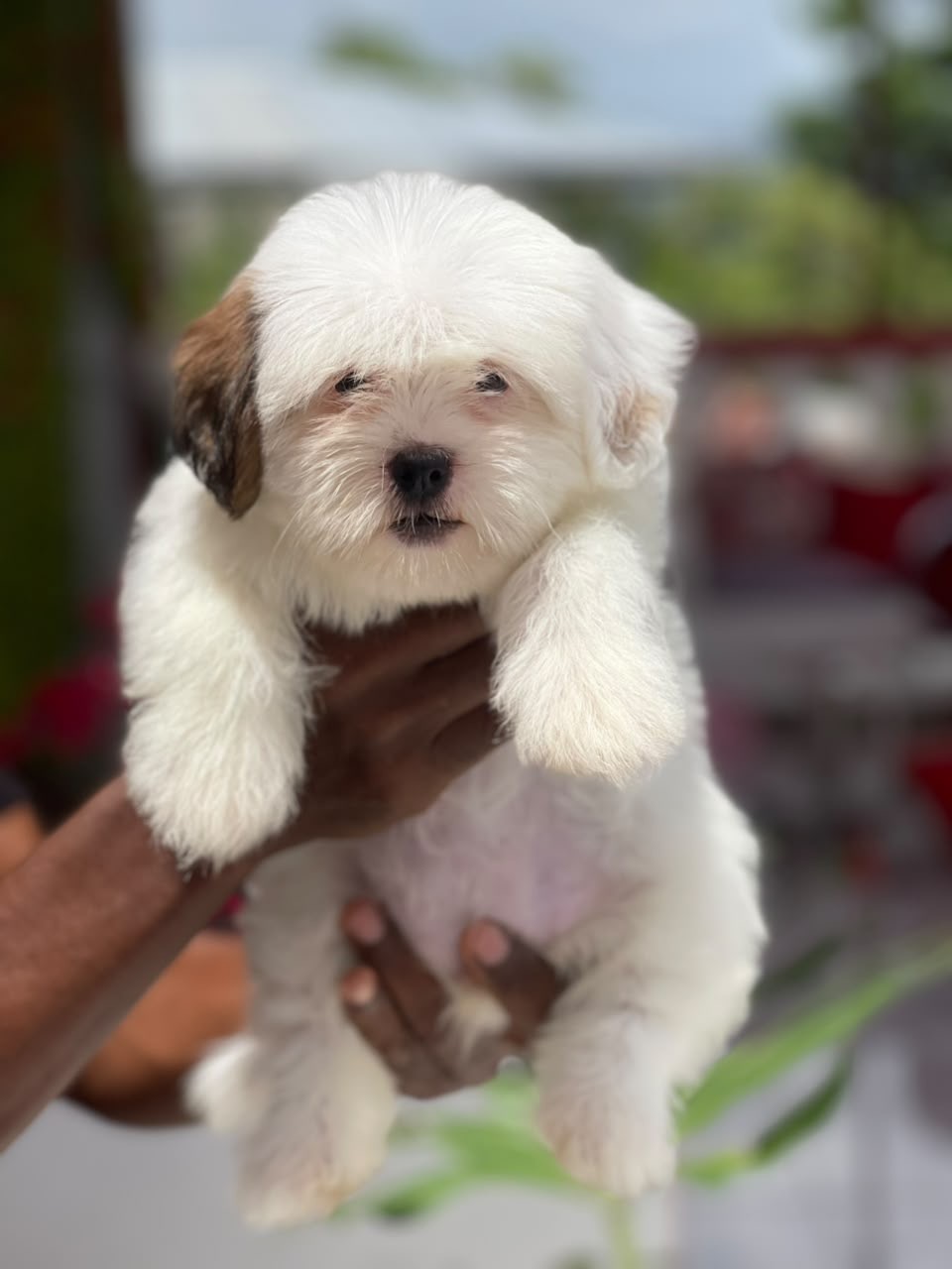 Shipoo Ambos Sexos  Foto 7321601-1.jpg