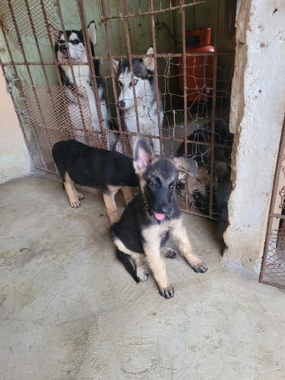 OFERTA CACHORRO PASTOR ALEMAN MACHO EN SANTO DOMINGO Y VACUNA AL DIA Foto 7321603-1.jpg