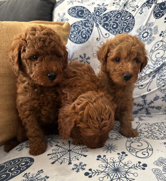 Goldendoodle Toy Ambos Sexos  Foto 7321606-1.jpg